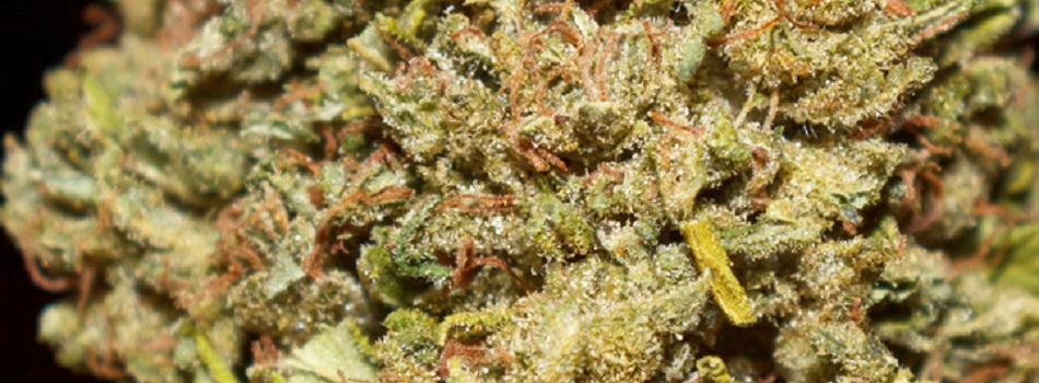 LoGiCal Banner 2 - TDM (Desktop).jpg